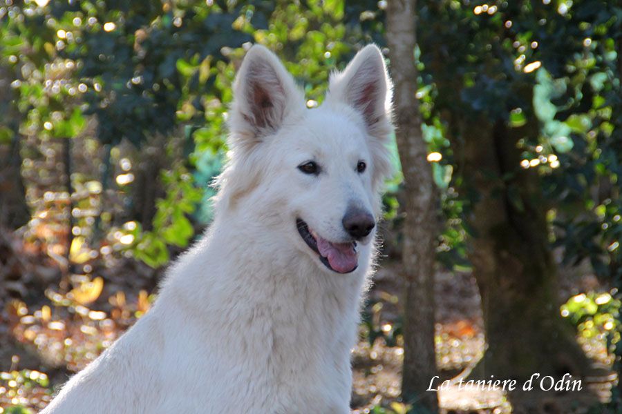 Leska De La Tanière D'Odin