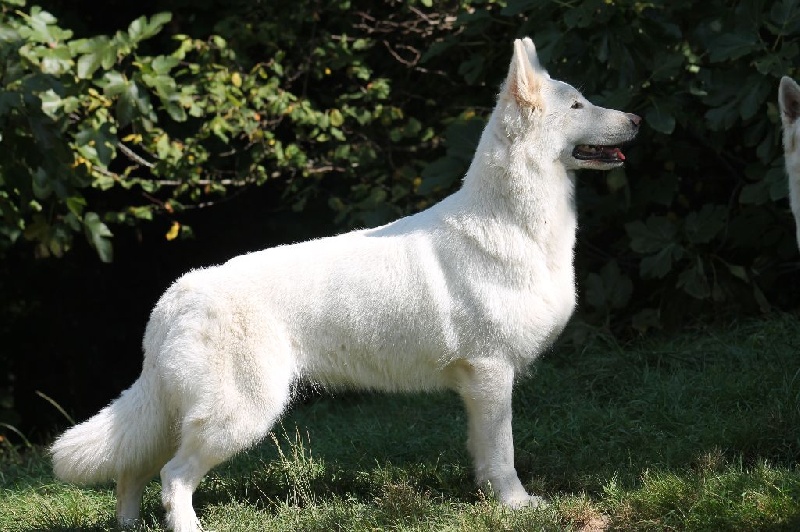 Gnà légend of the white shepherd