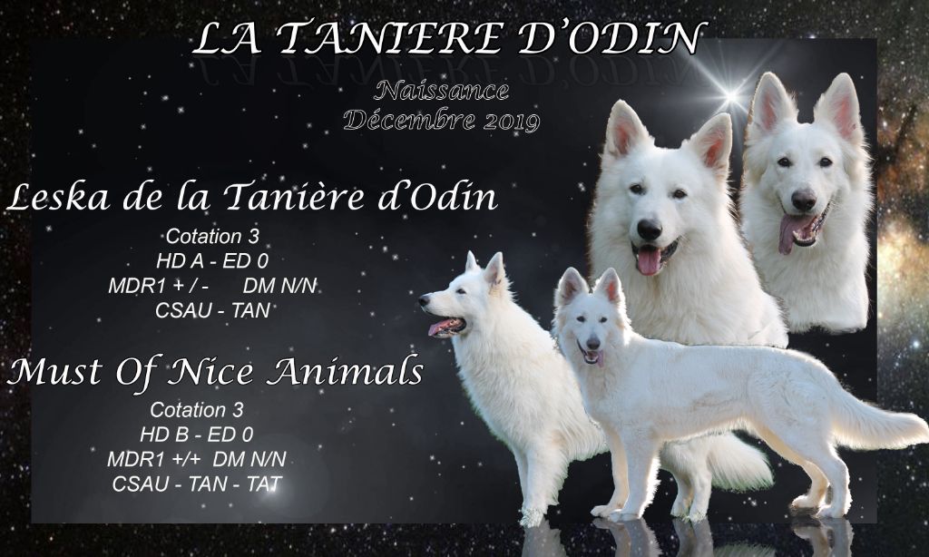De La Tanière D'Odin - Berger Blanc Suisse - Portée née le 13/12/2019