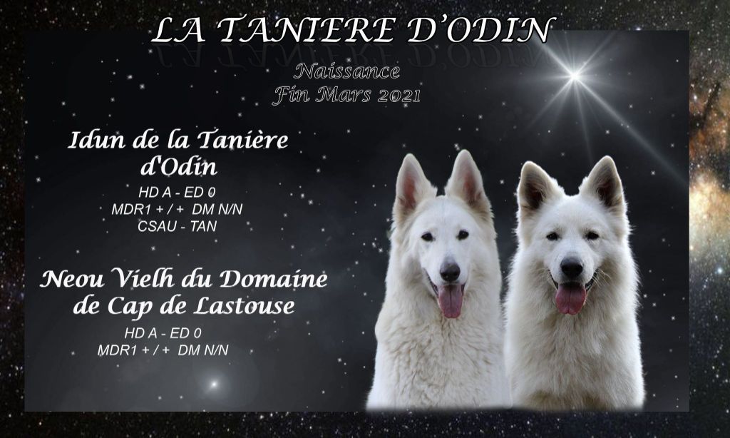 De La Tanière D'Odin - Berger Blanc Suisse - Portée née le 24/03/2021