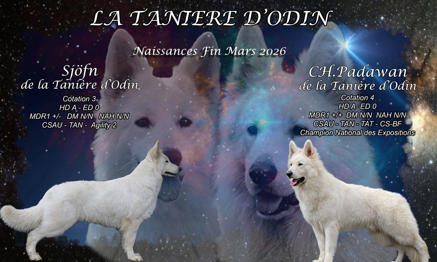 De La Tanière D'Odin - Berger Blanc Suisse - Portée née le 01/04/2026