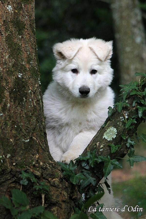 De La Tanière D'Odin - Berger Blanc Suisse - Portée née le 17/04/2018