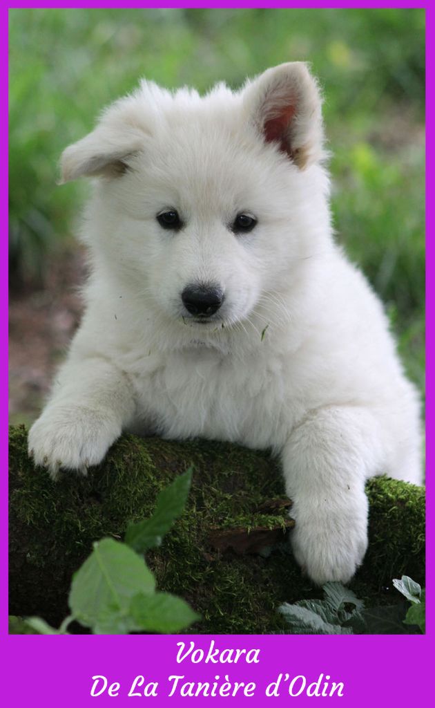 De La Tanière D'Odin - Chiots disponibles - Berger Blanc Suisse