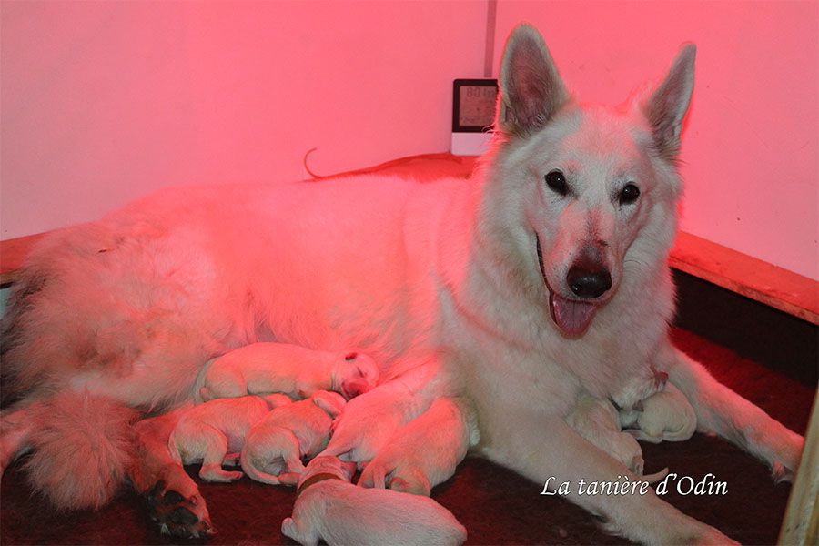 De La Tanière D'Odin - Berger Blanc Suisse - Portée née le 16/11/2018