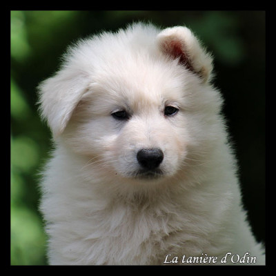 Balto