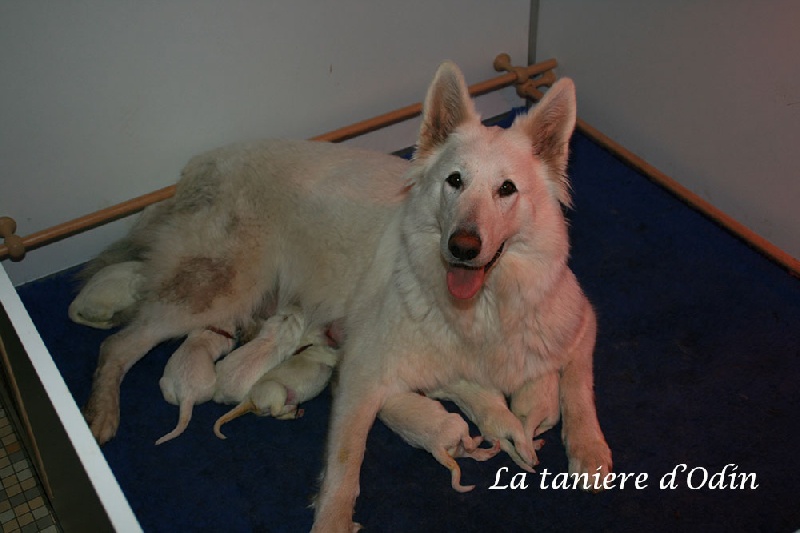 De La Tanière D'Odin - Berger Blanc Suisse - Portée née le 08/10/2013